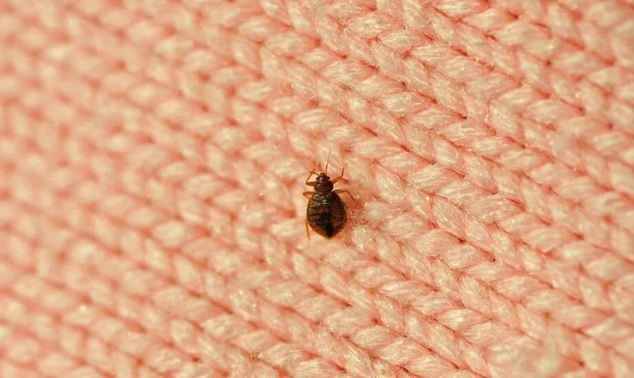 Jak szybko zatamować zacięcie przy goleniu: 6 skutecznych sposobów w domu